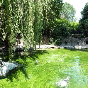 Humboldt Penguin Exhibit