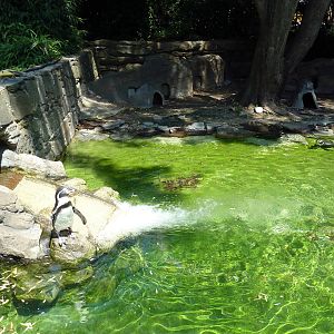 Humboldt Penguin Exhibit