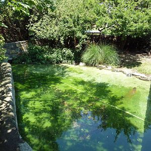 Bird Valley - Coscoroba Swan Exhibit