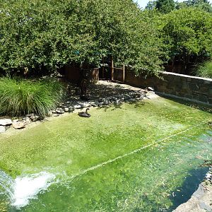 Bird Valley - Black Swan Exhibit