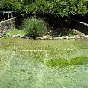 Bird Valley - Cape Barren Goose Exhibit