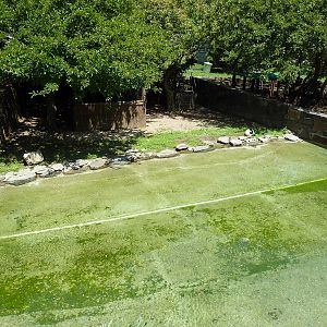 Bird Valley - Black-Necked Swan Exhibit