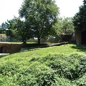 Bear Country - Asiatic Black Bear Exhibit