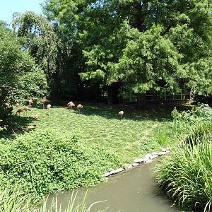 Bird Valley - Caribbean Flamingo Exhibit