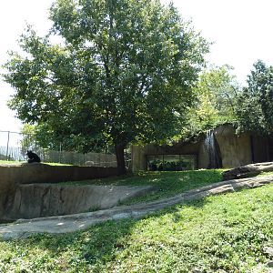 Bear Country - Asiatic Black Bear Exhibit