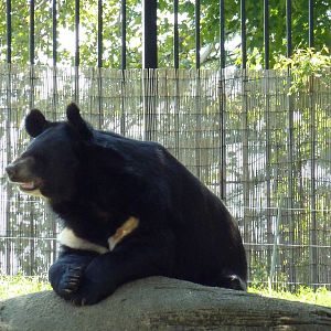 Bear Country - Asiatic Black Bear