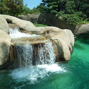 Bear Country - Polar Bear Exhibit