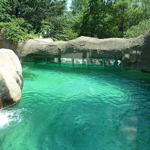 Bear Country - Polar Bear Exhibit