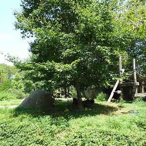 Bear Country - Andean Bear Exhibit