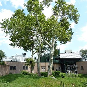 Primate Reserve - White-Handed Gibbon/Sumatran Orangutan Exhibit