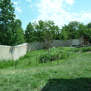 Primate Reserve - Gorilla Soccer Field