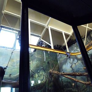 Primate Reserve - Spectacled Langur Exhibit