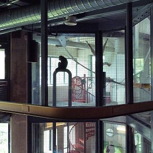 Primate Reserve - White-Handed Gibbon/Sumatran Orangutan Indoor Exhibit