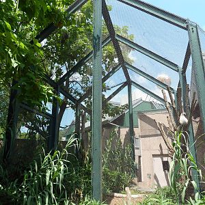 Primate Reserve - Coquerel's Sifaka Exhibit