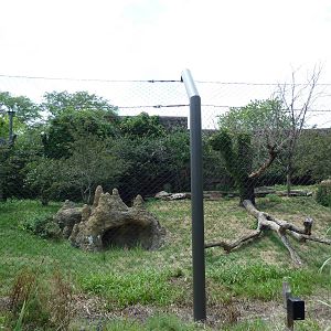 Big Cat Falls - Lion Exhibit