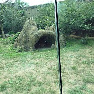 Big Cat Falls - Lion Exhibit