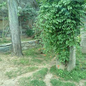 Big Cat Falls - Jaguar Exhibit