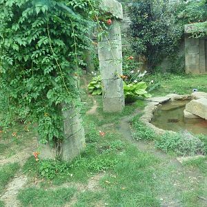 Big Cat Falls - Jaguar Exhibit