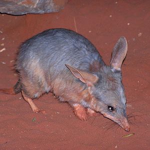 Bilby/ Macrotis lagotis sagitta