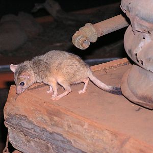 Kowari/ Dasycercus byrnei