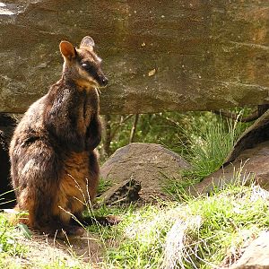 Brush-tailed rock wallaby/ Petrogale penicillata