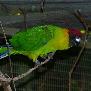 Horned parakeet/ Eunymphicus cornutus