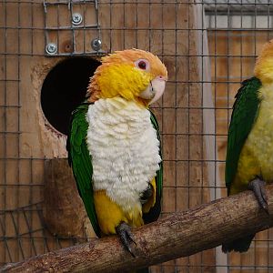 White-bellied caique/ Pionites leucogaster xanthomeria