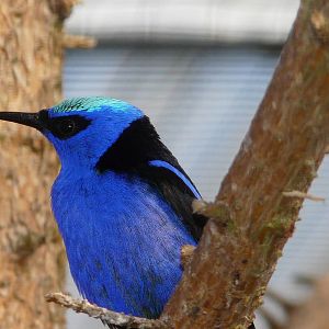Red-legged honeycreeper/ Cyanerpes cyaneus