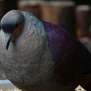 Crested quail dove/ Geotrygon versicolor