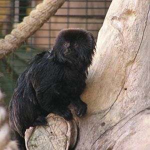 Goeldi`s monkey/ Callimico goeldii