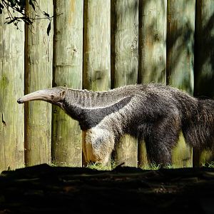 Giant anteater/ Myrmecophaga tridactyla
