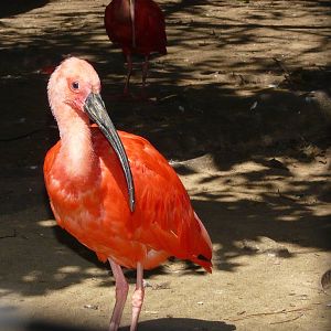 Scarlet ibis/ Eudocimus ruber