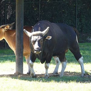 Banteng/ Bos javanicus