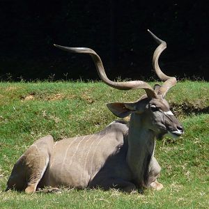 Greater kudu/ Tragelaphus strepsiceros
