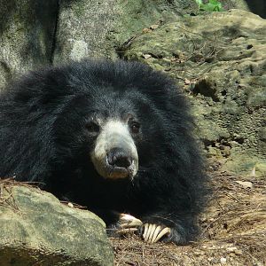 Sri Lankan sloth bear/ Melursus ursinus inornatus