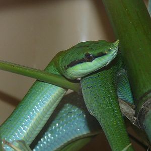 Rhinoceros snake/ Rhynchophis boulengeri