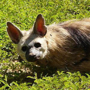 Aardwolf/ Proteles cristatus