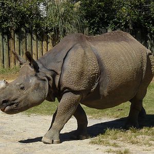 Indian rhinoceros/ Rhinoceros unicornis