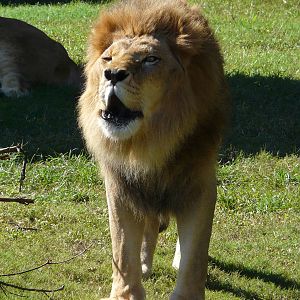Lion/ Panthera leo