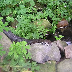 Highland copperhead/ Austrelaps ramsayi