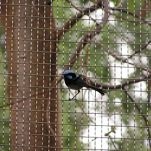 Blue wren/ Malurus cyaneus