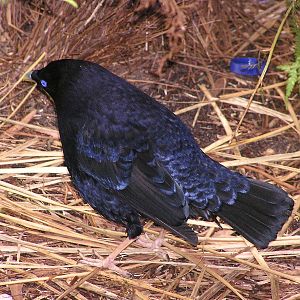 Satin bowerbird/ Ptilonorhynchus violaceus