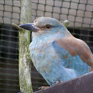 European roller