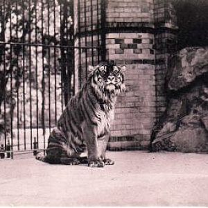 Caspian tiger
