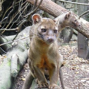 Fossa