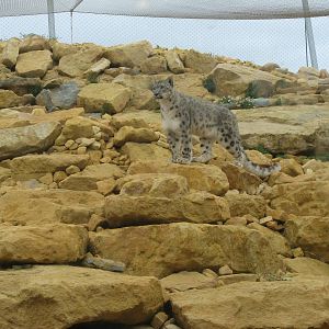 Snow Leopard