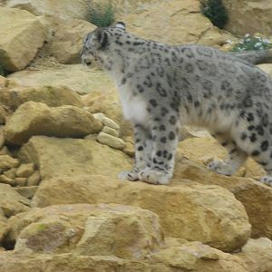 Snow Leopard