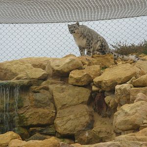 Snow Leopard