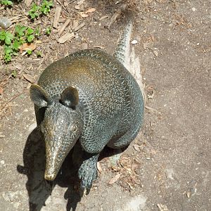 Big Cat Falls - Armadillo Statue