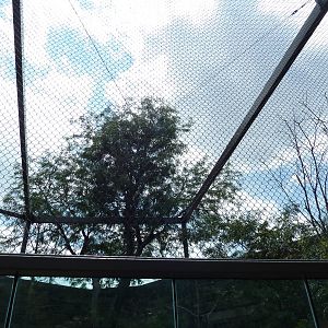 Big Cat Falls - Puma Exhibit